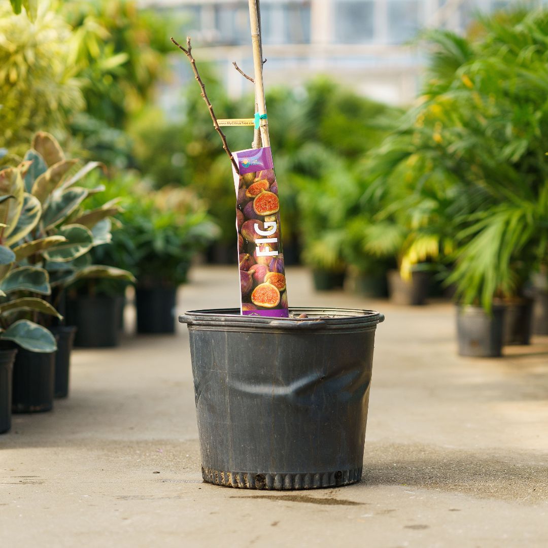 Fig Tree – #15 Container